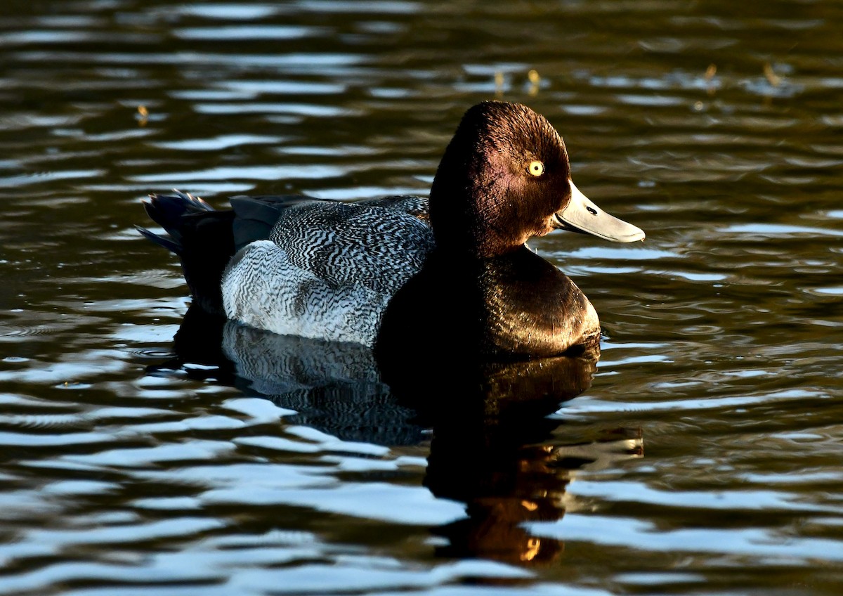 Lesser Scaup - Mia Majetschak