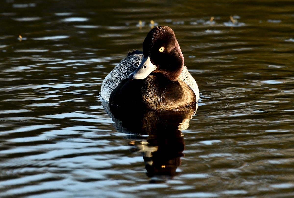 Lesser Scaup - Mia Majetschak