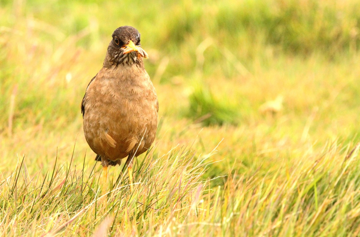 Austral Thrush - ML614277486