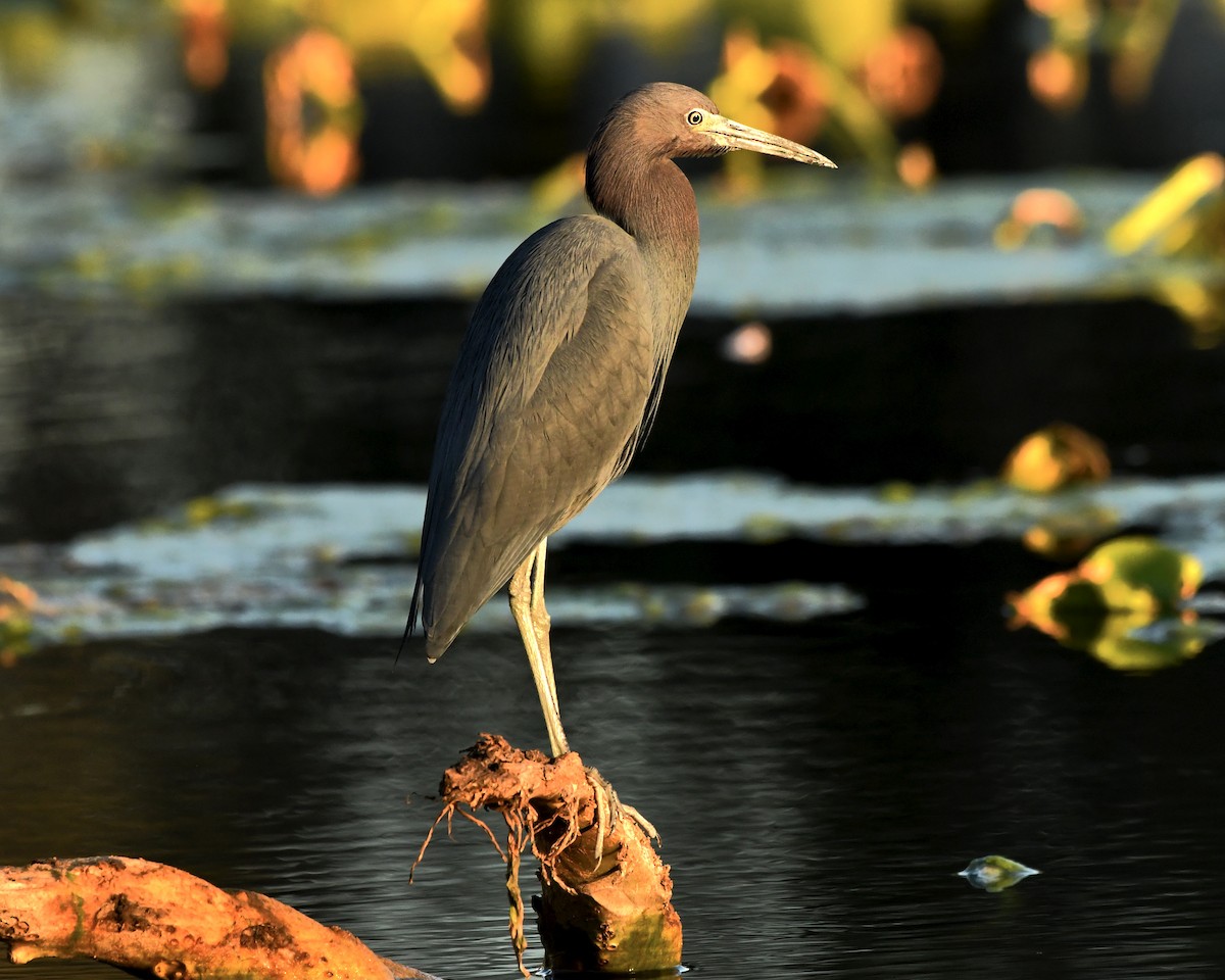 Little Blue Heron - ML614277489