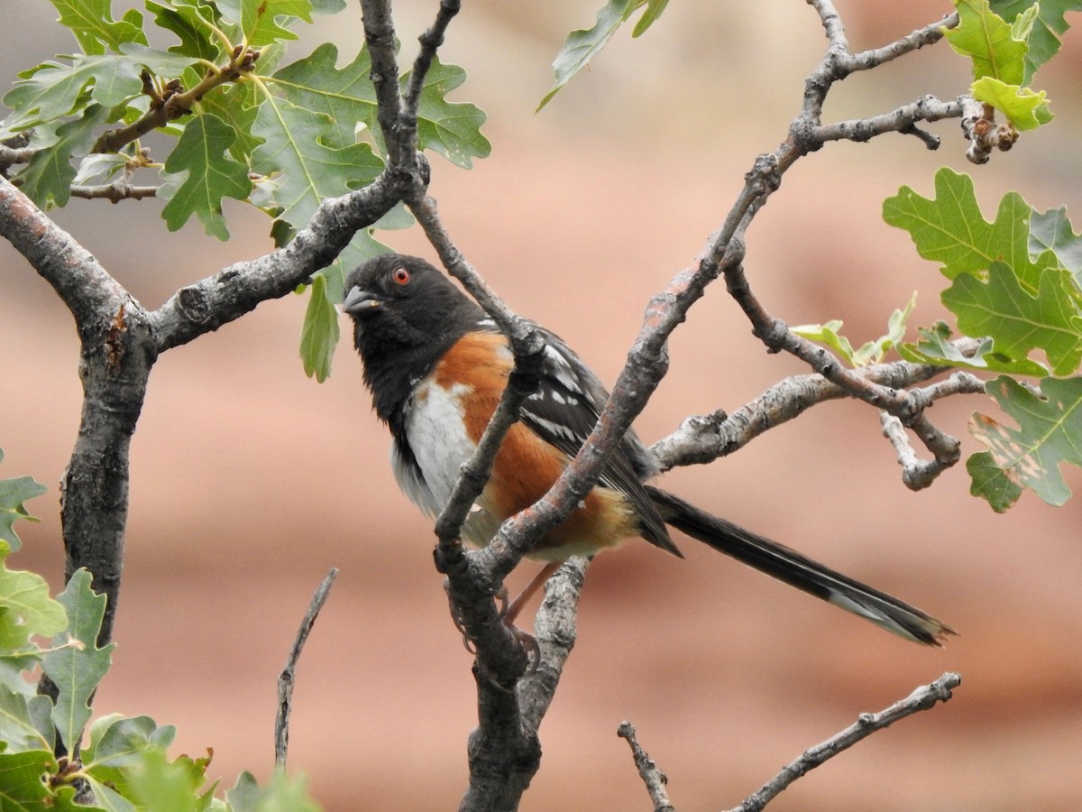 Spotted Towhee - ML614277494