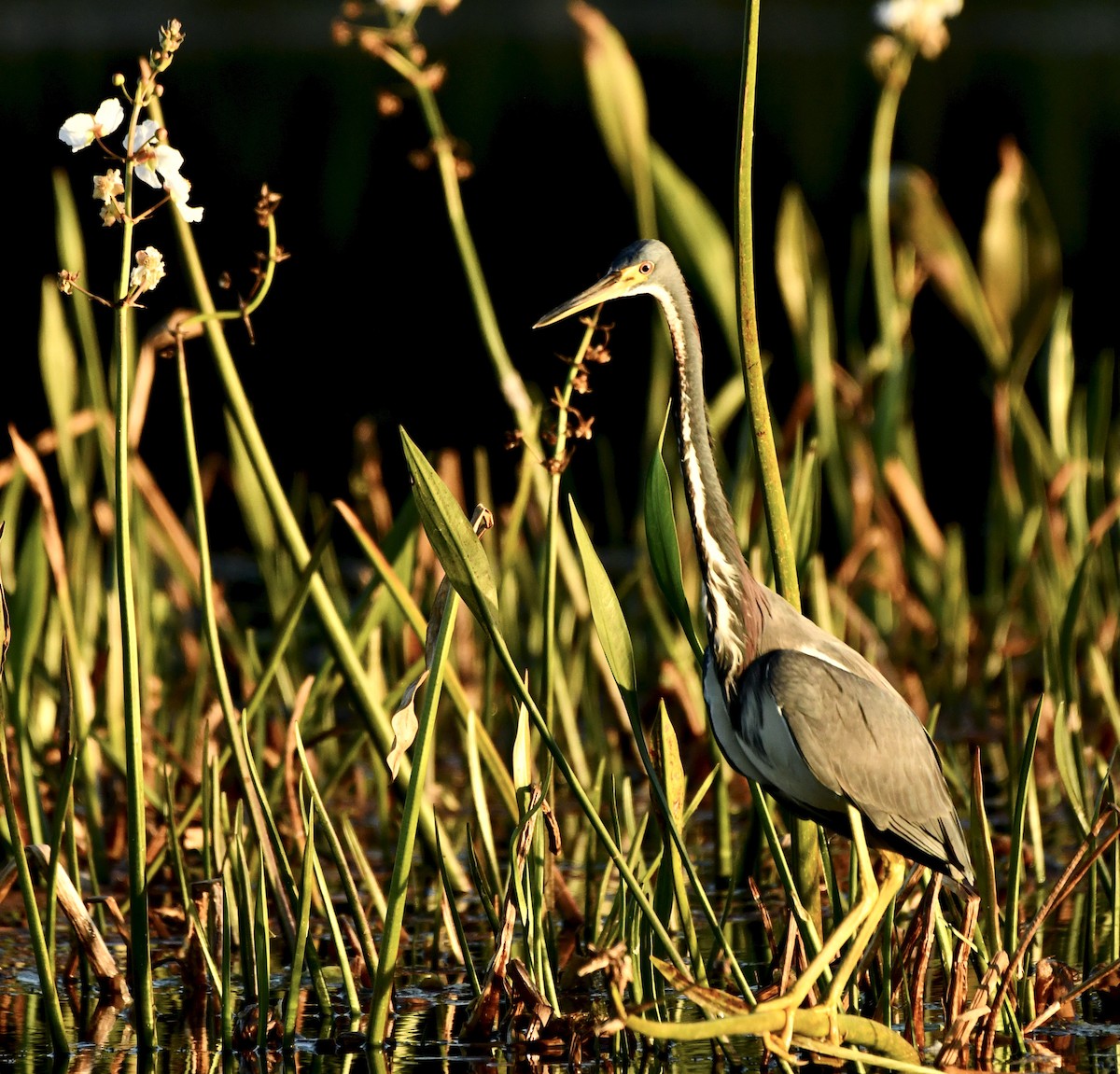 Tricolored Heron - Mia Majetschak