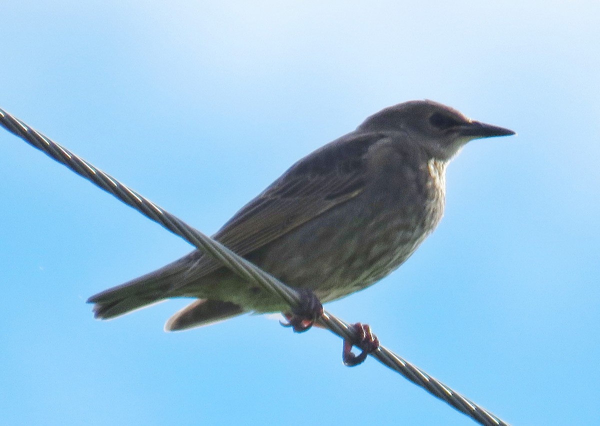 European Starling - Lisa Cancade Hackett