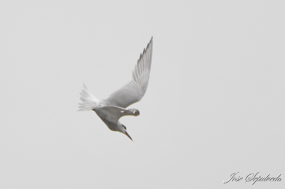 Snowy-crowned Tern - ML614277610