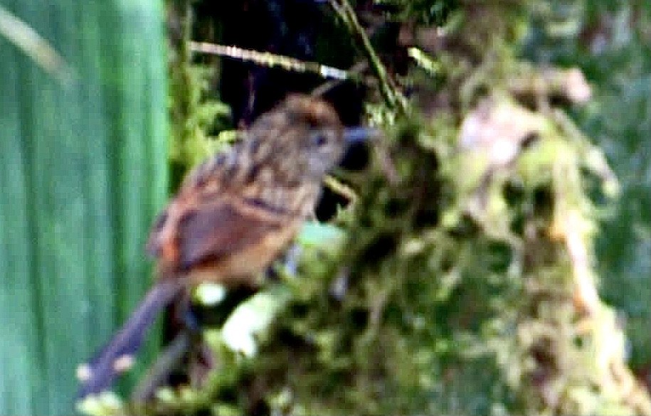 Streak-headed Antbird - ML614277629