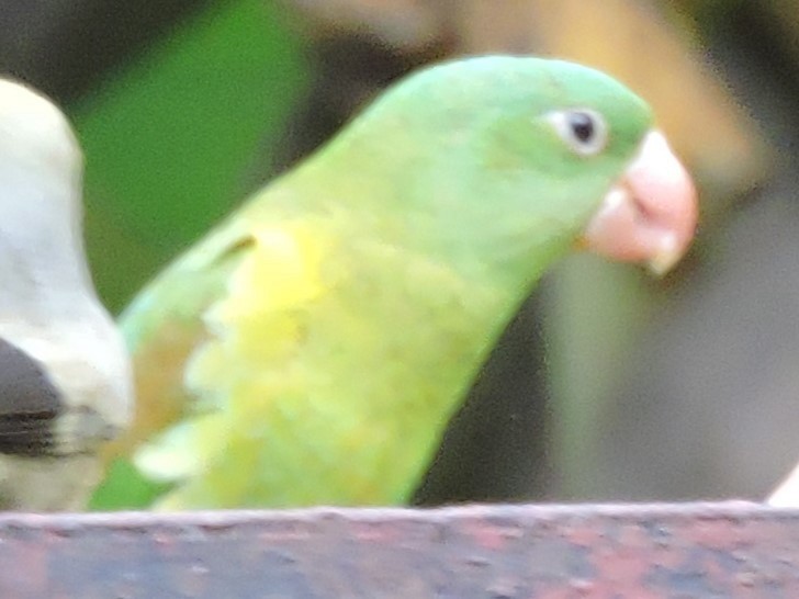 Orange-chinned Parakeet - ML614277722