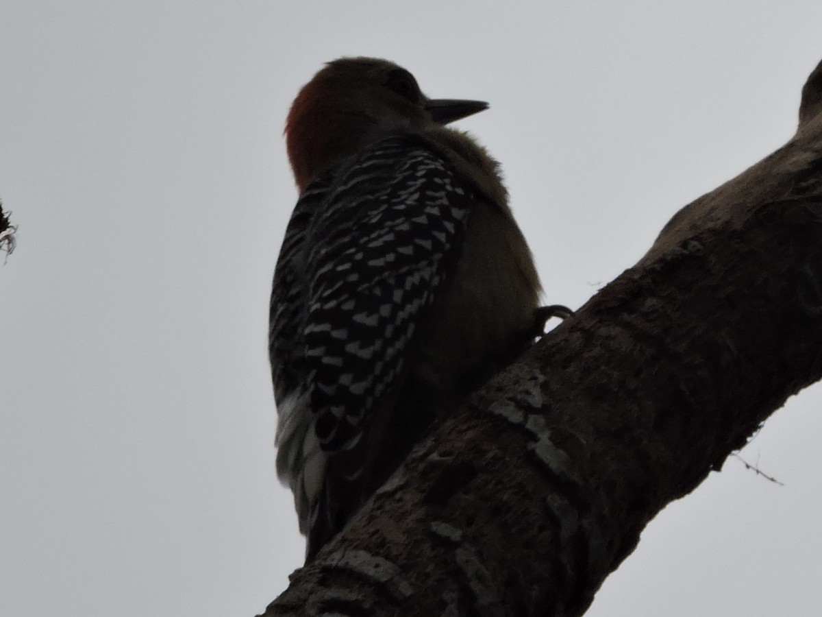 Red-crowned Woodpecker - ML614277747