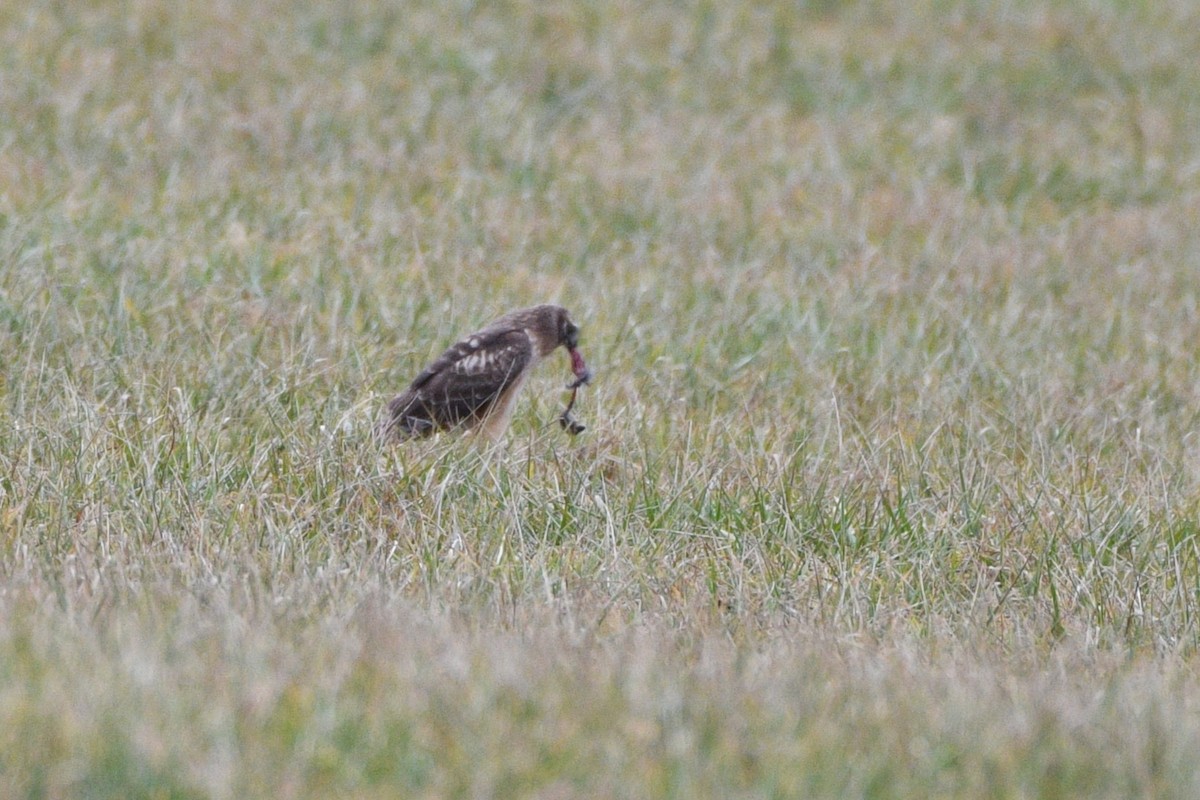 Northern Harrier - ML614277791