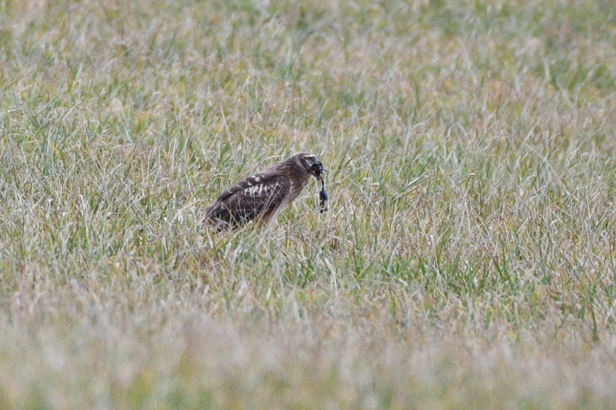 Northern Harrier - ML614277806