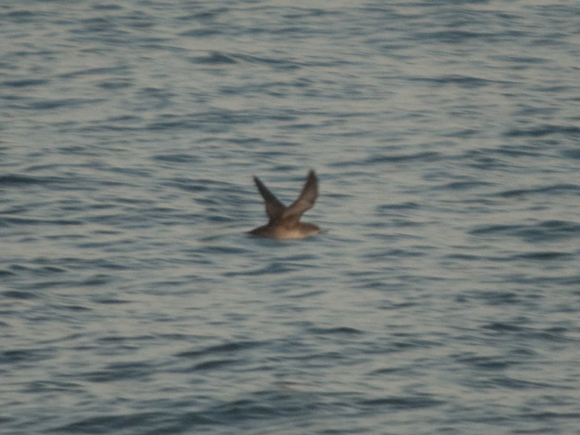 Puffin des Baléares - ML614277821