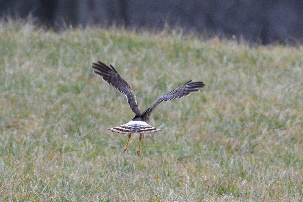 Northern Harrier - ML614277822