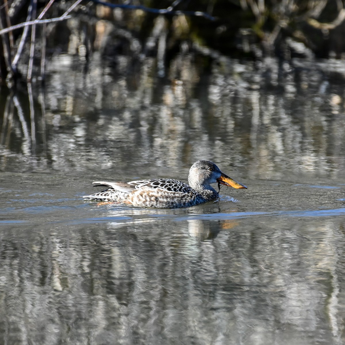 Canard souchet - ML614277857