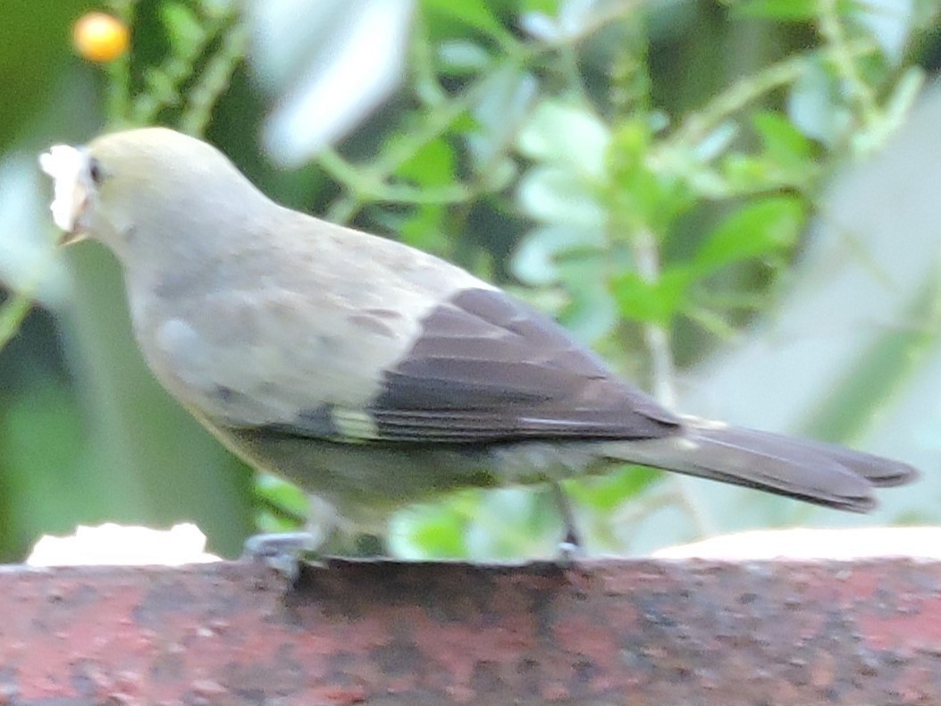 Palm Tanager - ML614277921