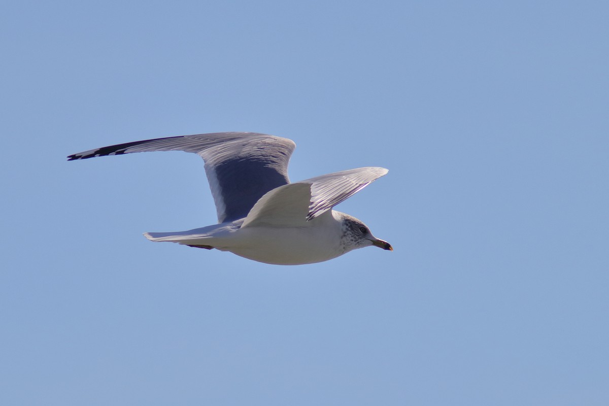 Ring-billed Gull - ML614277979