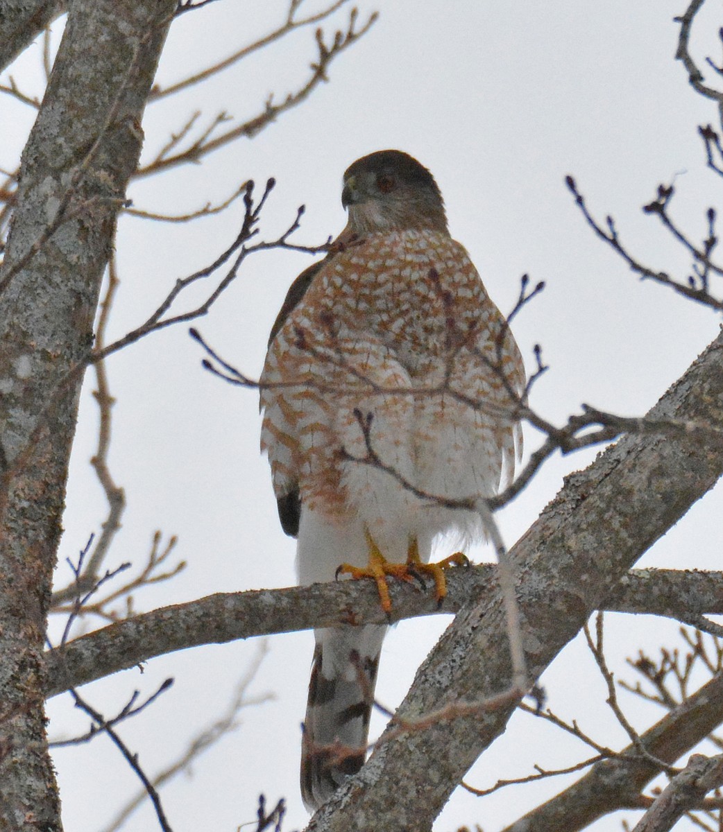 Cooper's Hawk - ML614278134