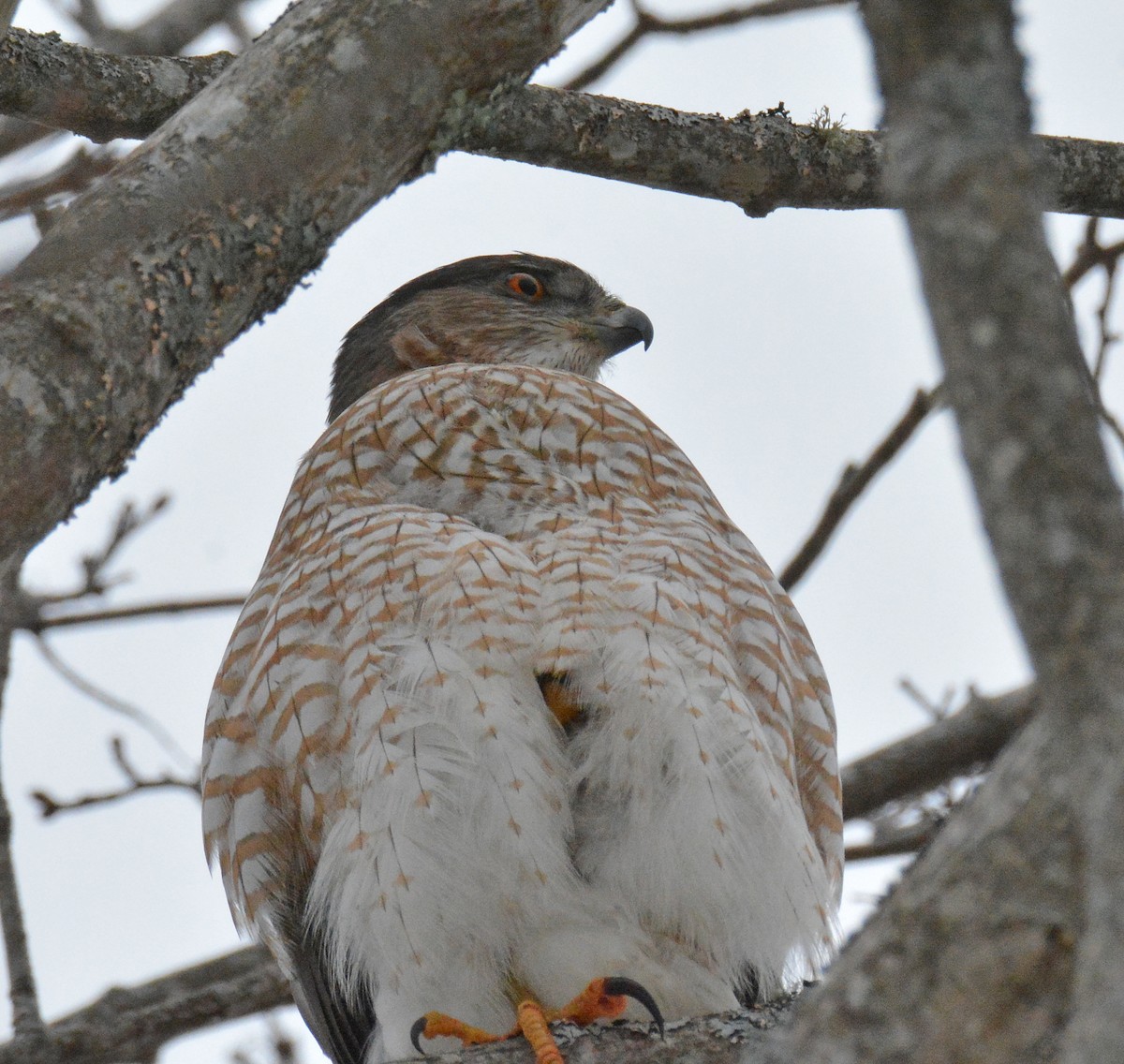 Cooper's Hawk - ML614278136