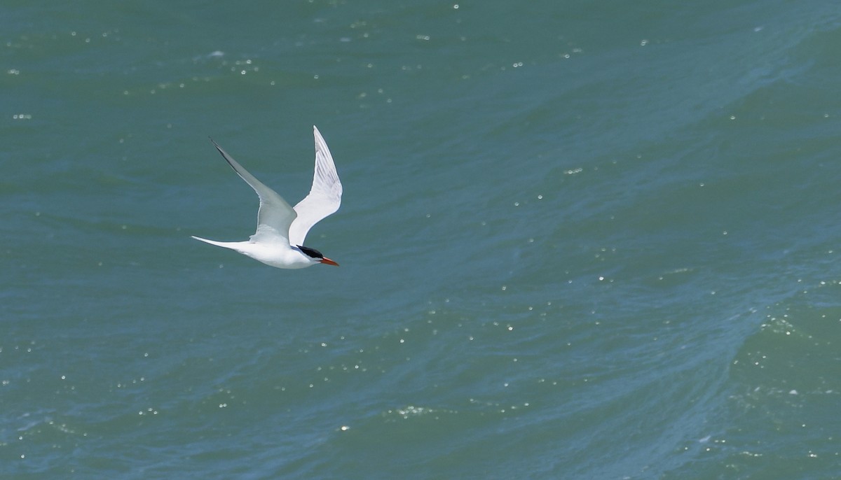 Royal Tern - ML614278141