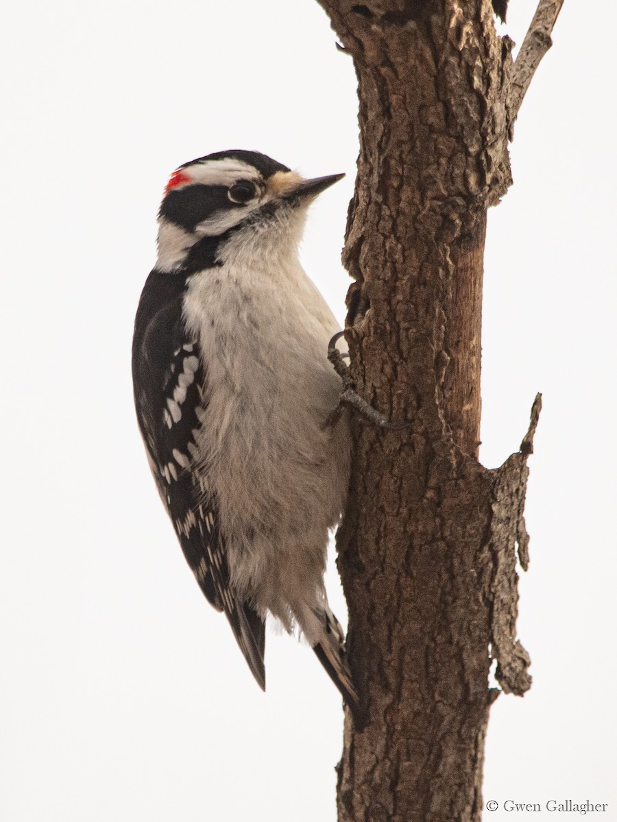 Downy Woodpecker (Eastern) - ML614278219