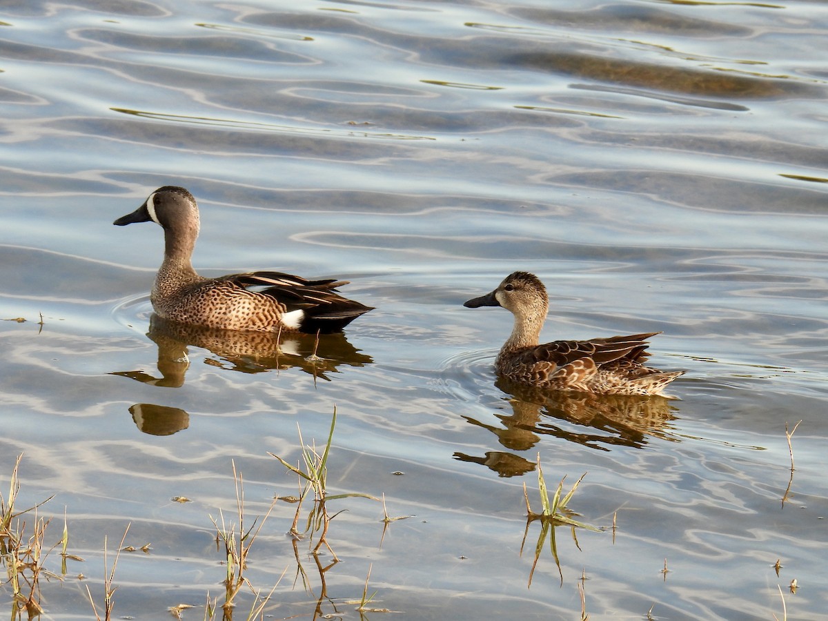Blue-winged Teal - ML614278243