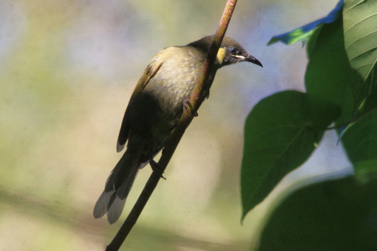 Lewin's Honeyeater - ML614278254