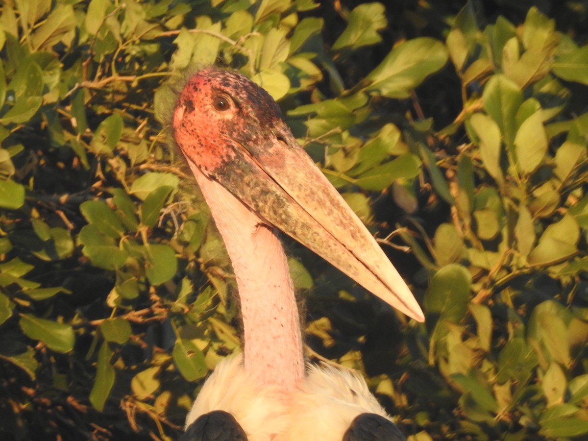 Marabou Stork - ML614278336