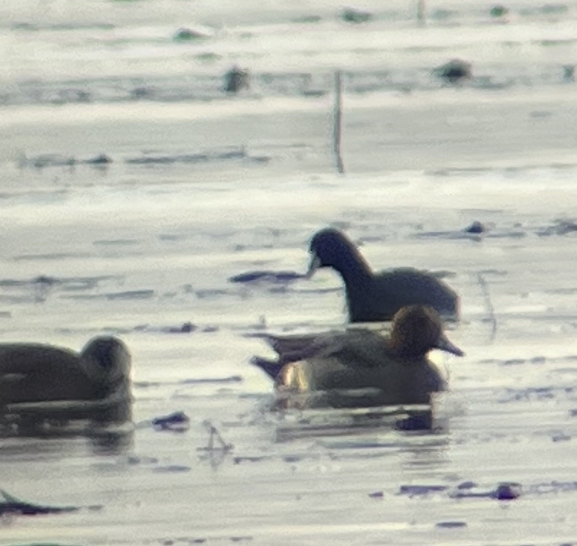 Eurasian Wigeon - ML614278450