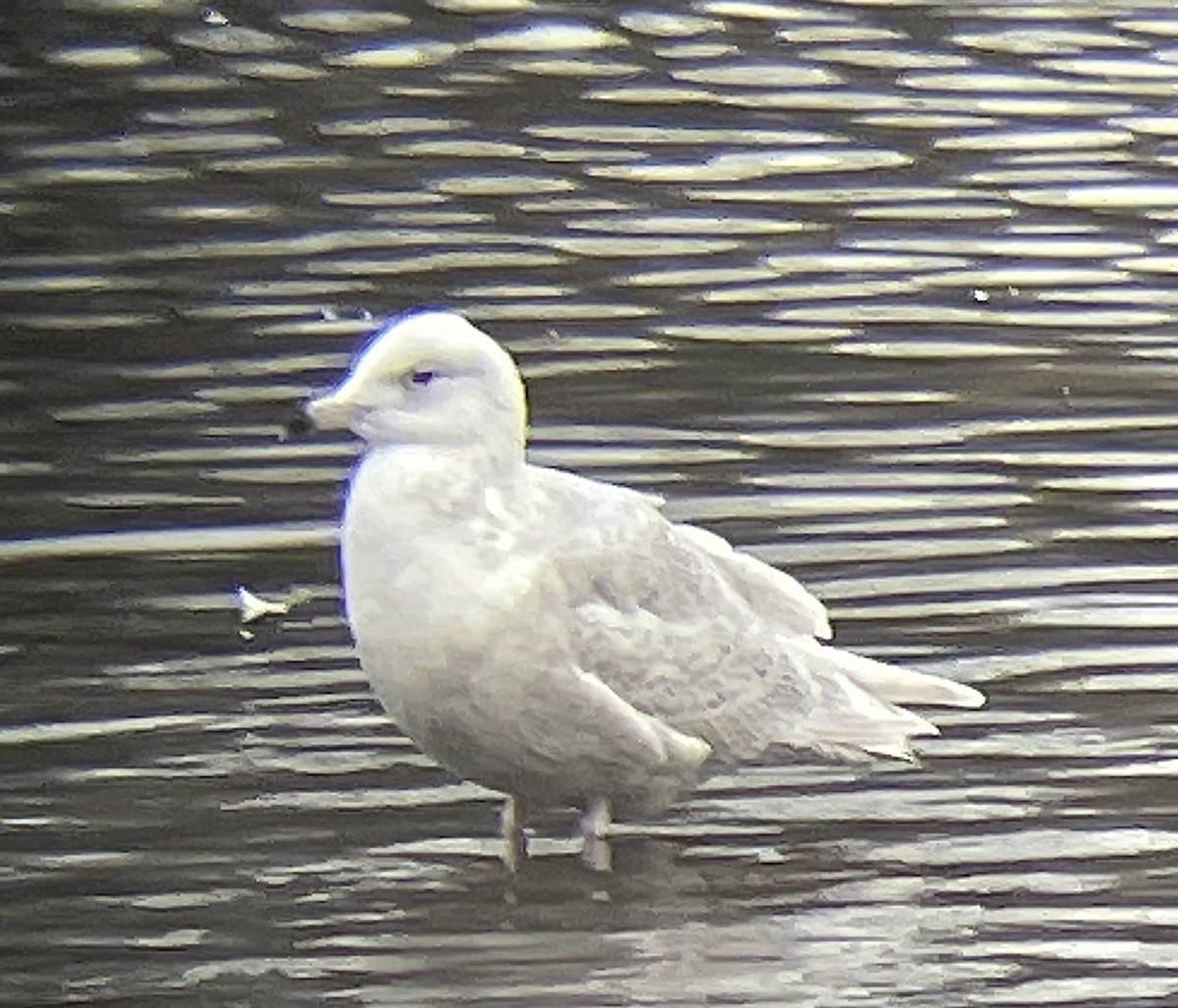 Iceland Gull - ML614278467