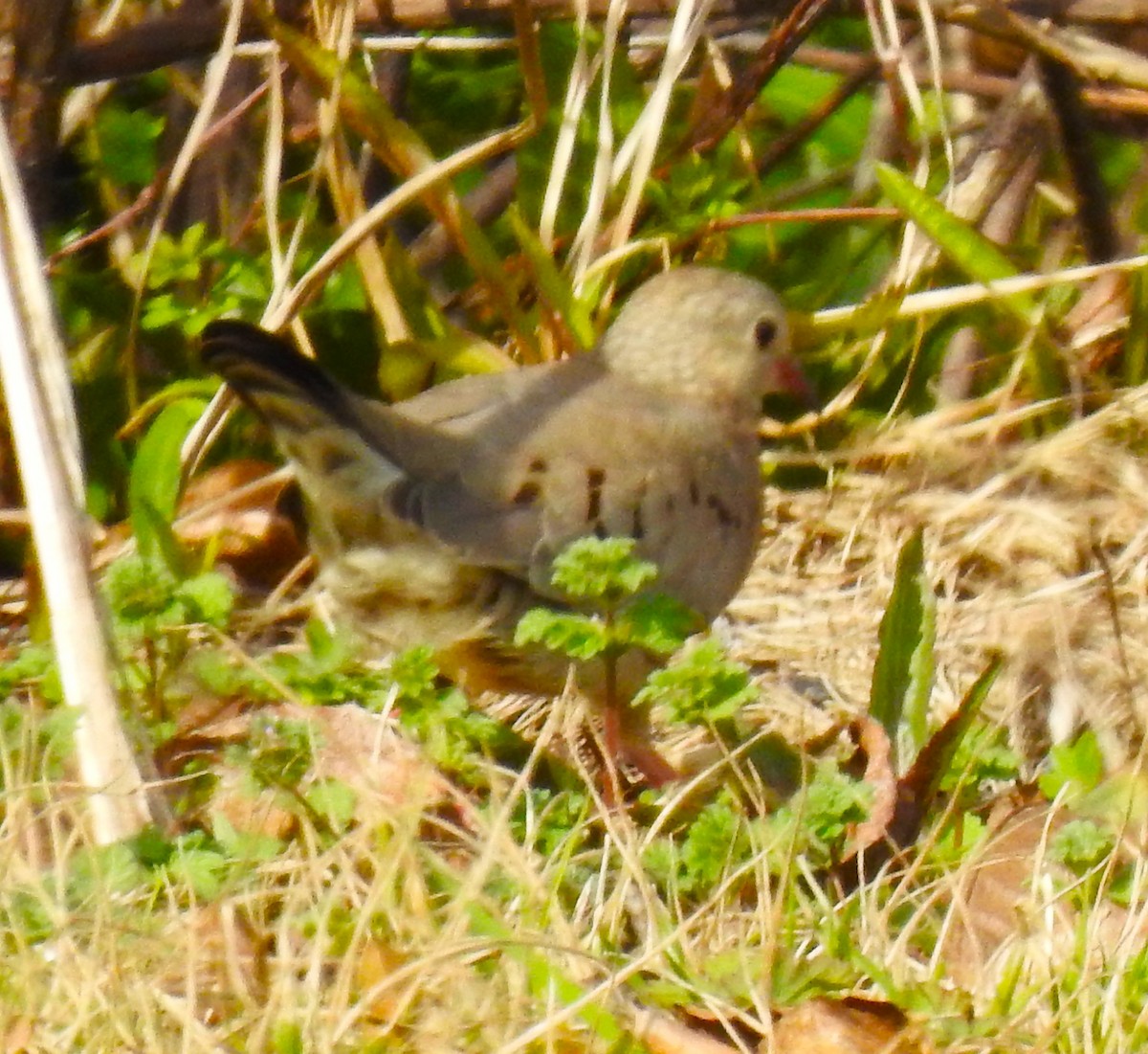 Common Ground Dove - ML614278577