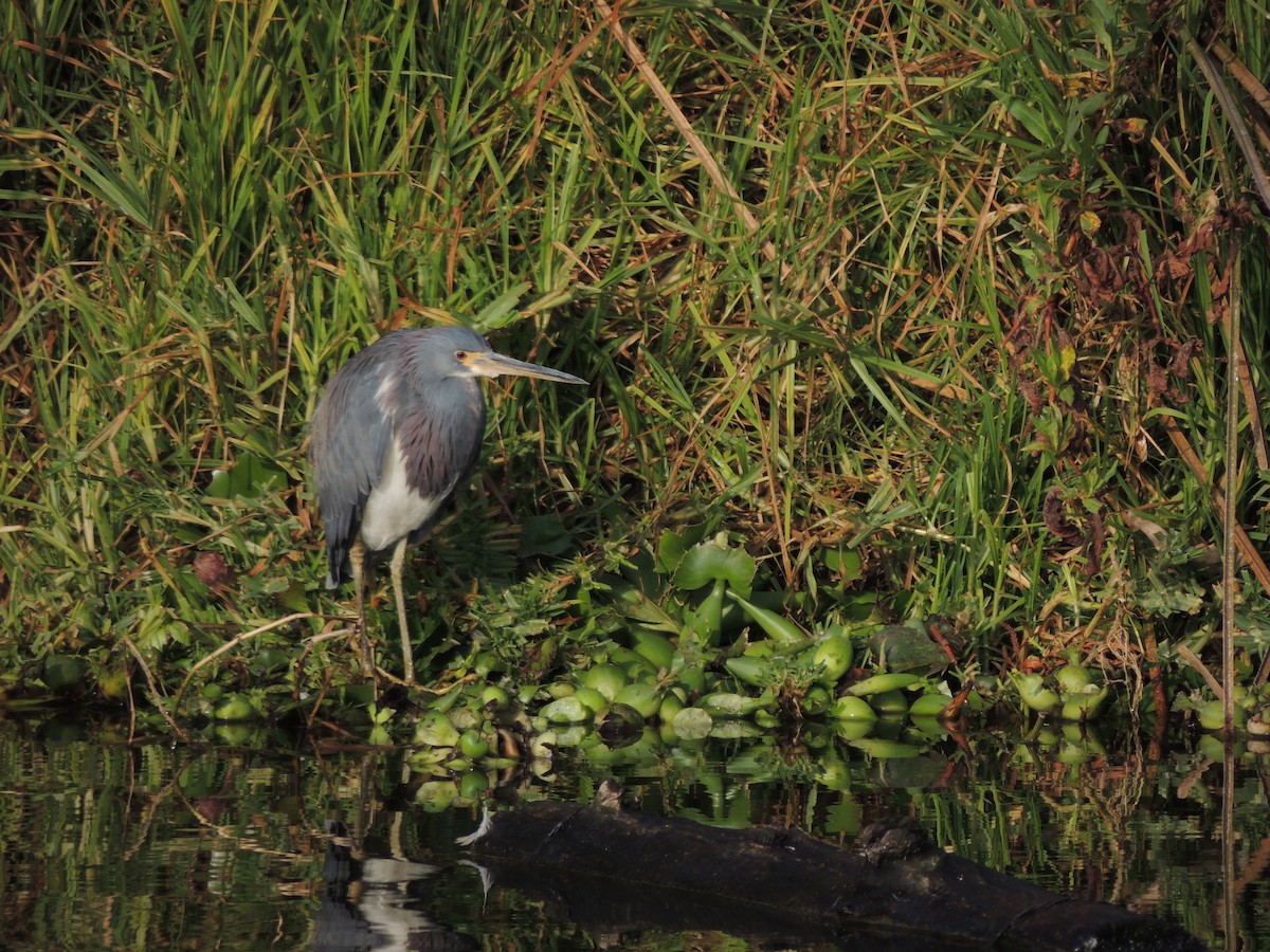 Tricolored Heron - ML614278630