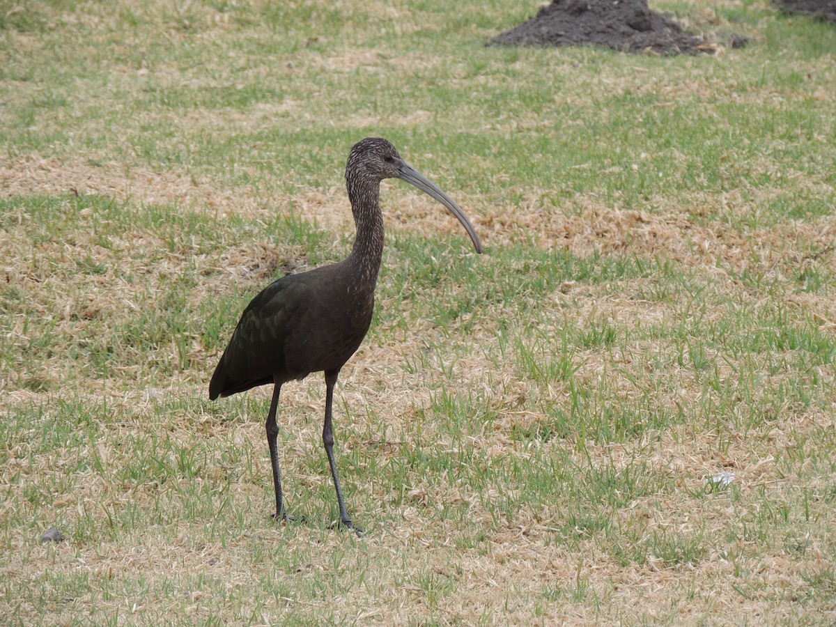 ibis americký - ML614278662