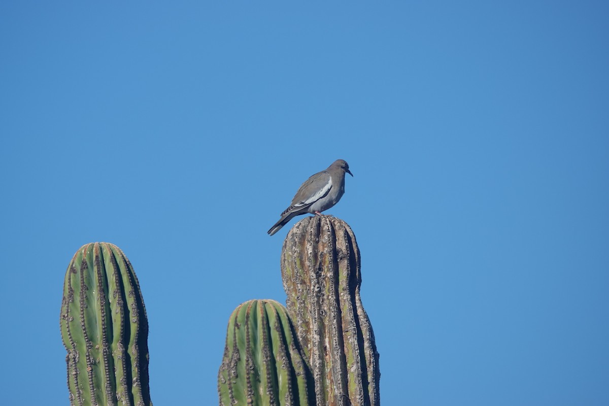 White-winged Dove - ML614278672