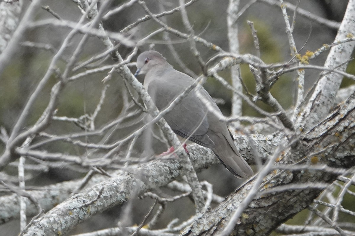 White-tipped Dove - ML614278678