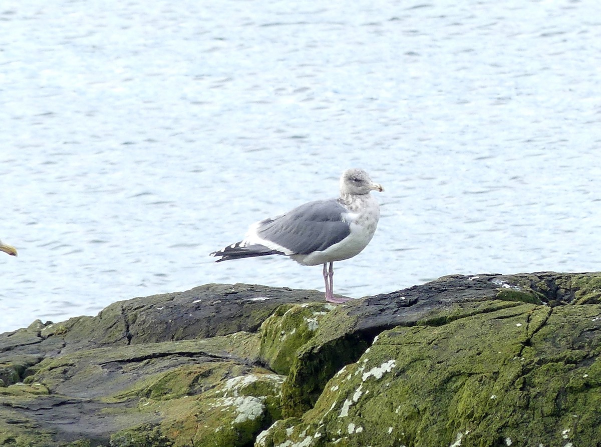 Gaviota Groenlandesa - ML614278749