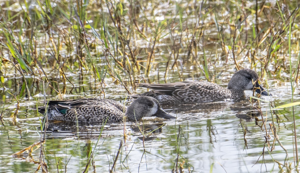Blue-winged Teal - ML614278772
