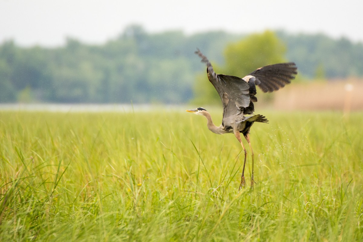 Great Blue Heron - ML61427891