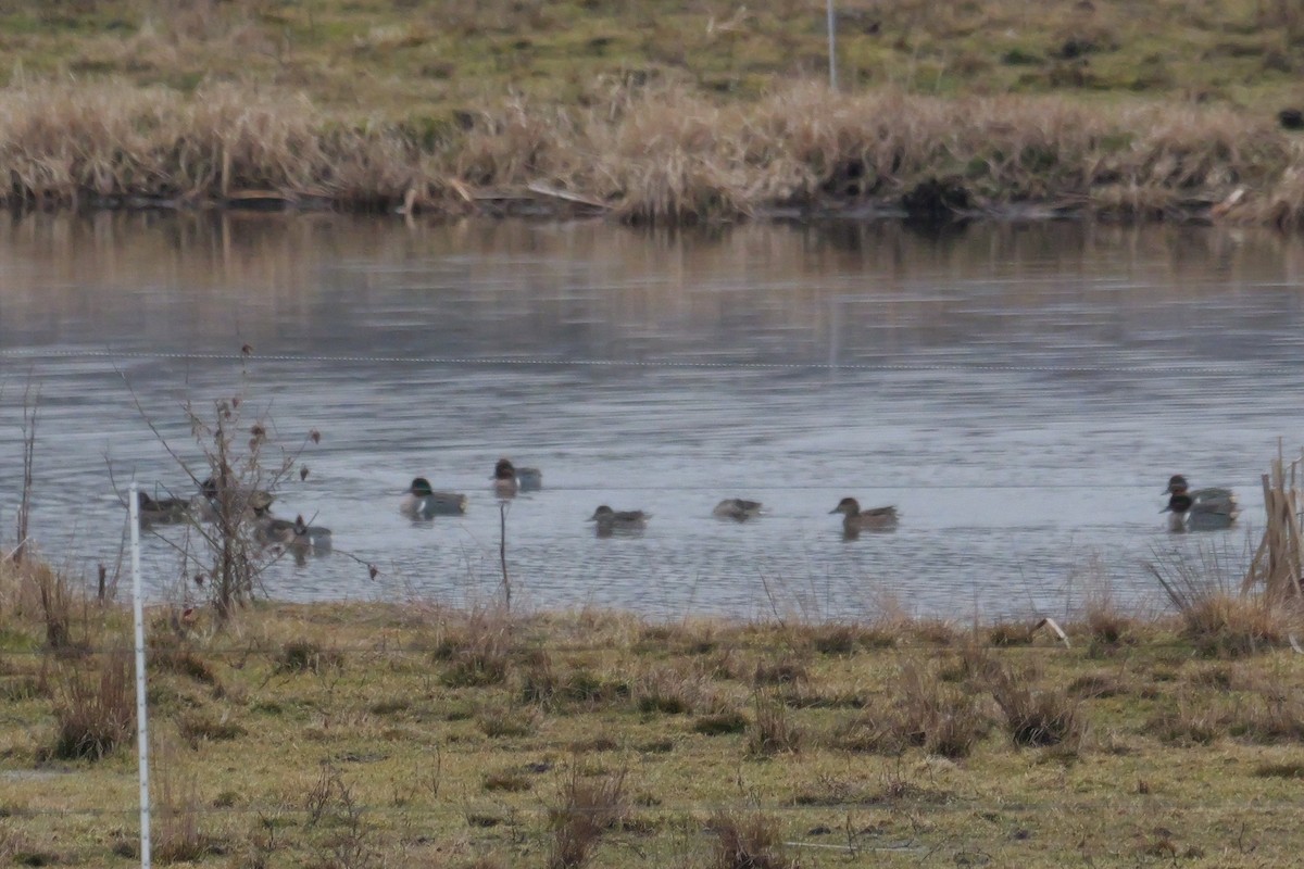 Ногоохон нугас - ML614279006