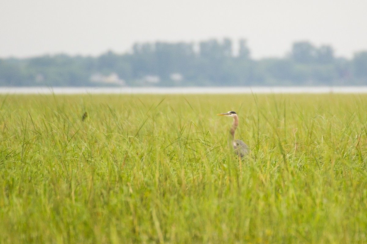 Great Blue Heron - ML61427901