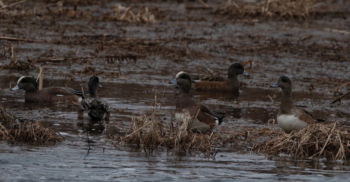 American Wigeon - ML614279030