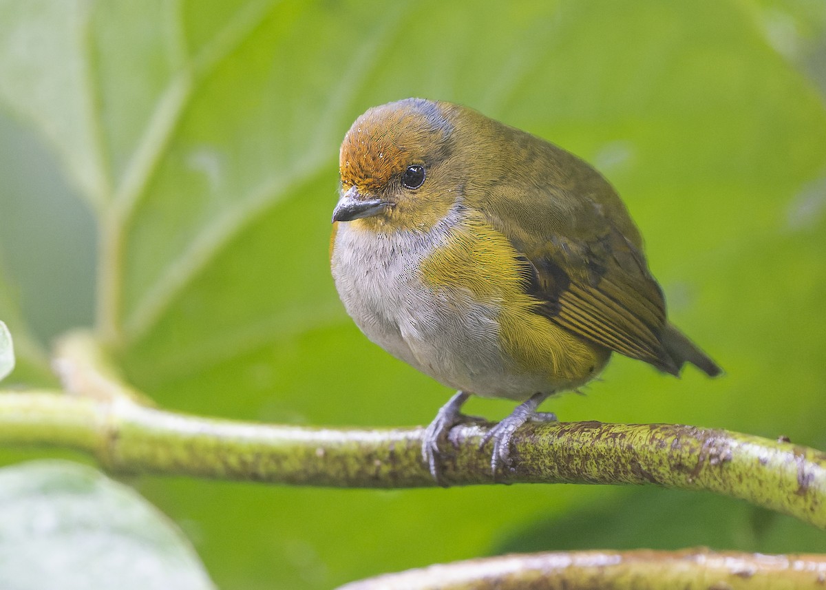 Tawny-capped Euphonia - Guillermo Saborío Vega