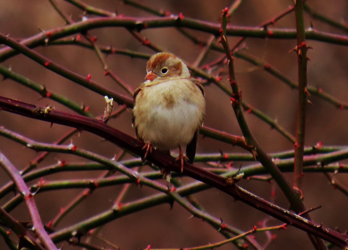 Field Sparrow - ML614279338