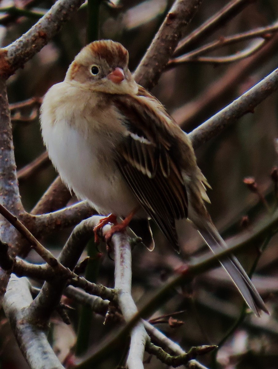 Field Sparrow - ML614279345