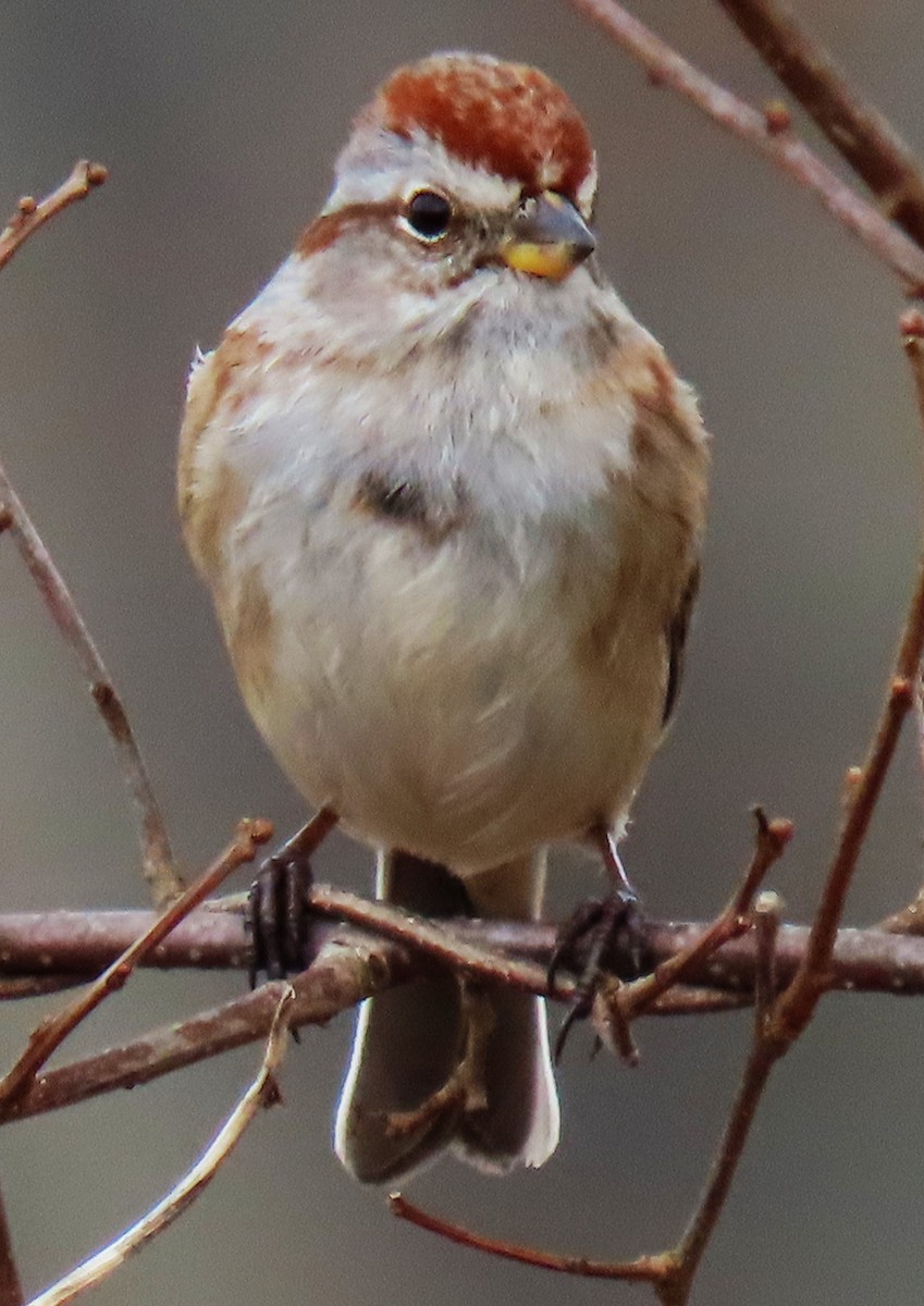 American Tree Sparrow - Jim Sweeney