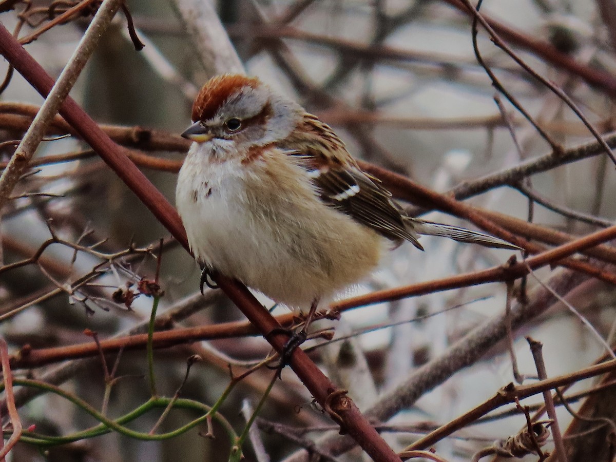 American Tree Sparrow - ML614279364