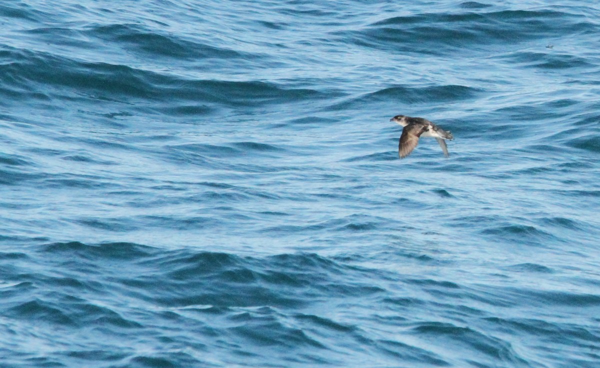 Common Diving-Petrel - ML614279424