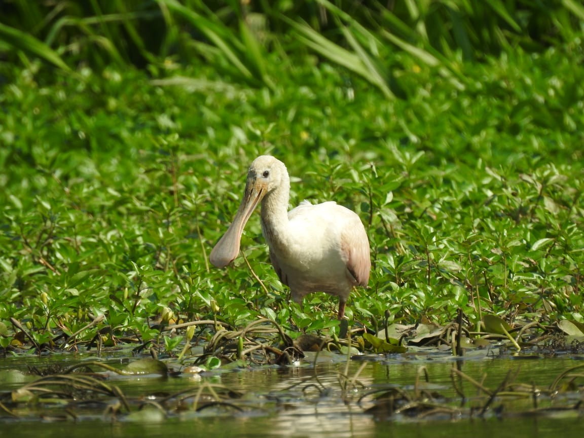 Roseate Spoonbill - ML614279428