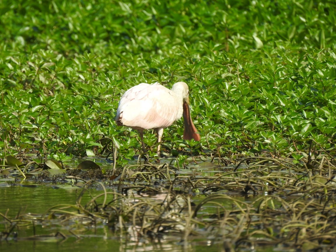 Roseate Spoonbill - ML614279429