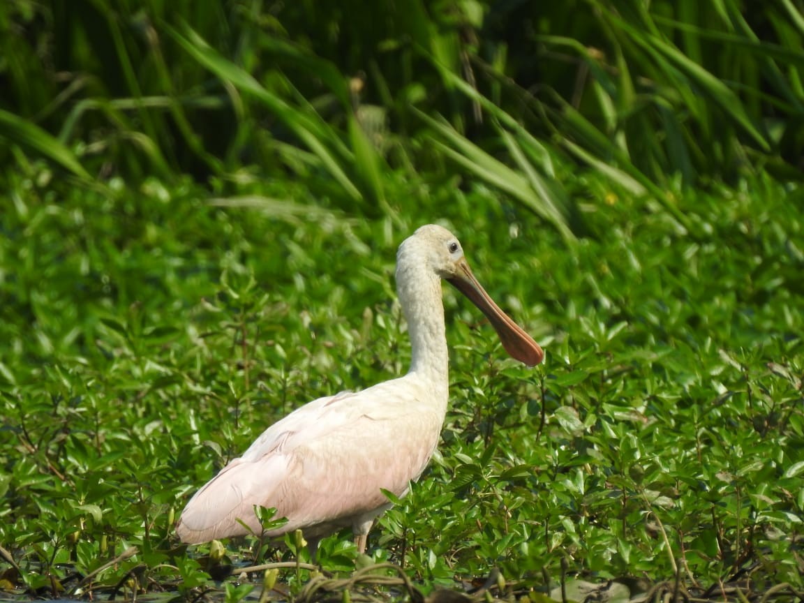 Roseate Spoonbill - ML614279430