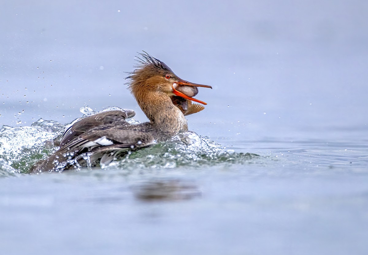 Red-breasted Merganser - ML614279448