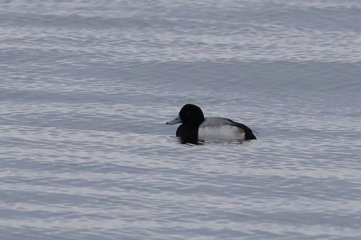 Greater Scaup - Joseph Poliquin