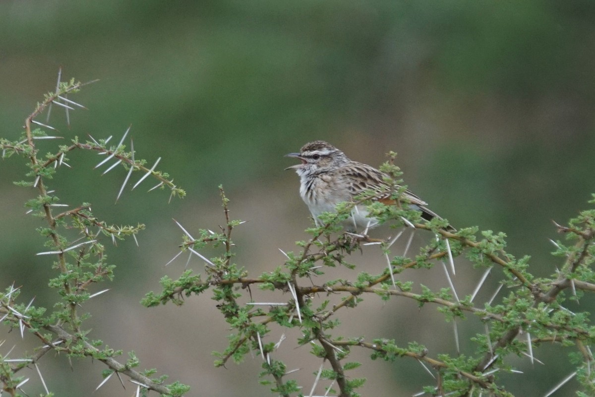 Fawn-colored Lark (Foxy) - Mike Pennington